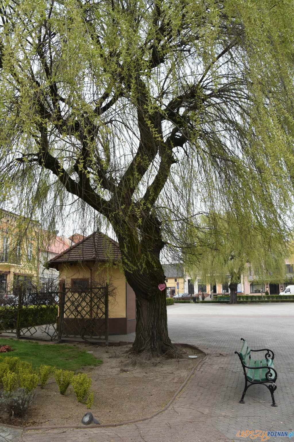 W obronie drzew Foto: UMiG Pobiedziska W obronie drzew Foto: UMiG Pobiedziska