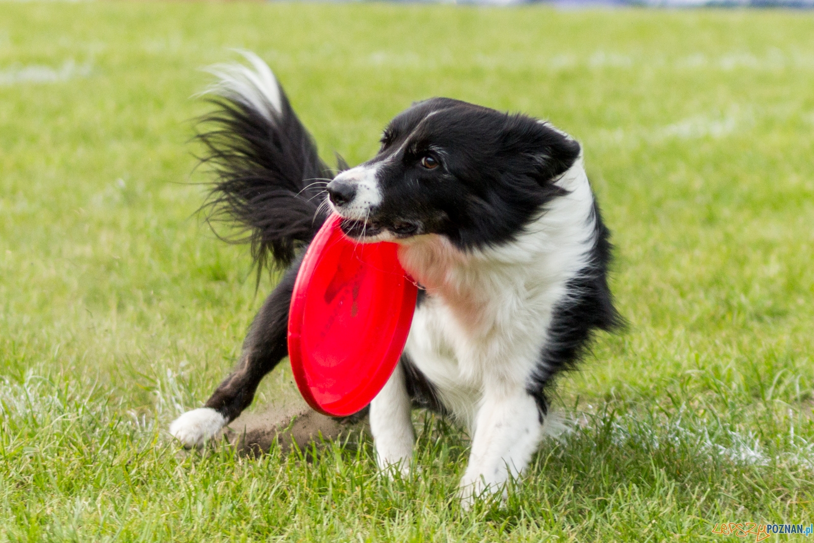 Latajace psy Foto: lepszyPOZNAN.pl / Ewelina Jaśkowiak Latajace psy Foto: lepszyPOZNAN.pl / Ewelina Jaśkowiak