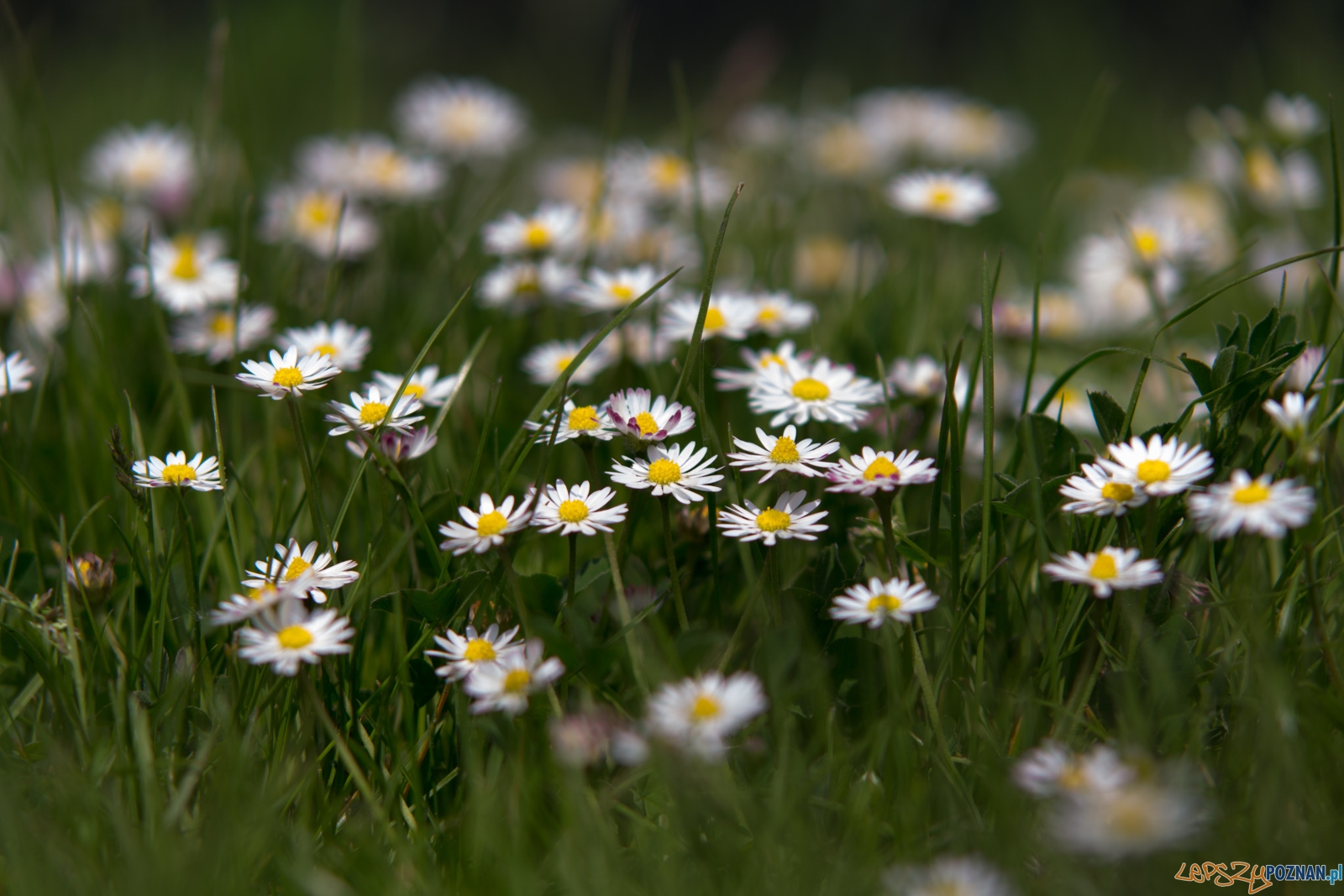 lp-9151 Foto: Ewelina Jaśkowiak lp-9151 Foto: Ewelina Jaśkowiak