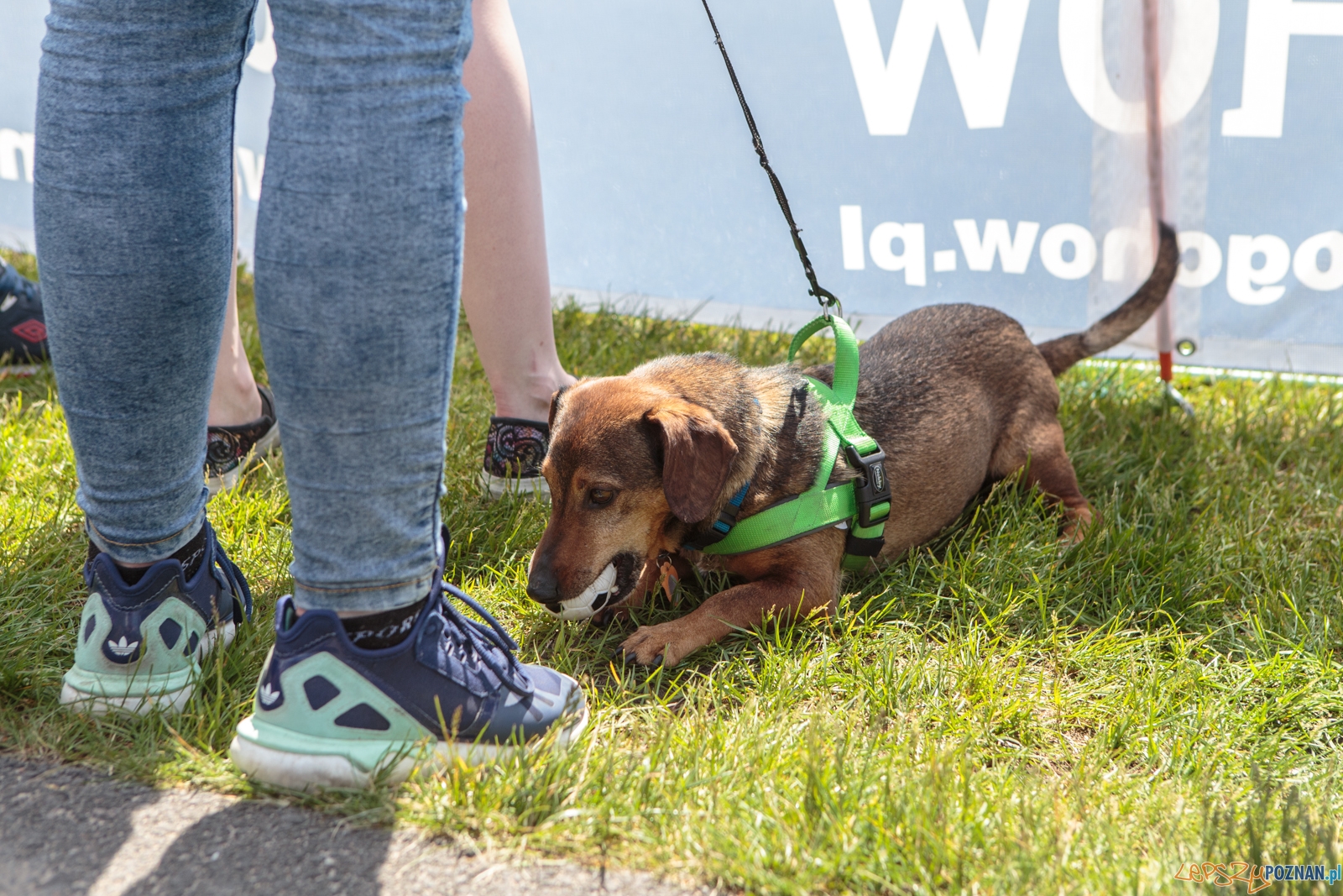 Latające Psy Poznań 2017 - Poznań 13.05.2017 r. Foto: LepszyPOZNAN.pl / Paweł Rychter Latające Psy Poznań 2017 - Poznań 13.05.2017 r. Foto: LepszyPOZNAN.pl / Paweł Rychter
