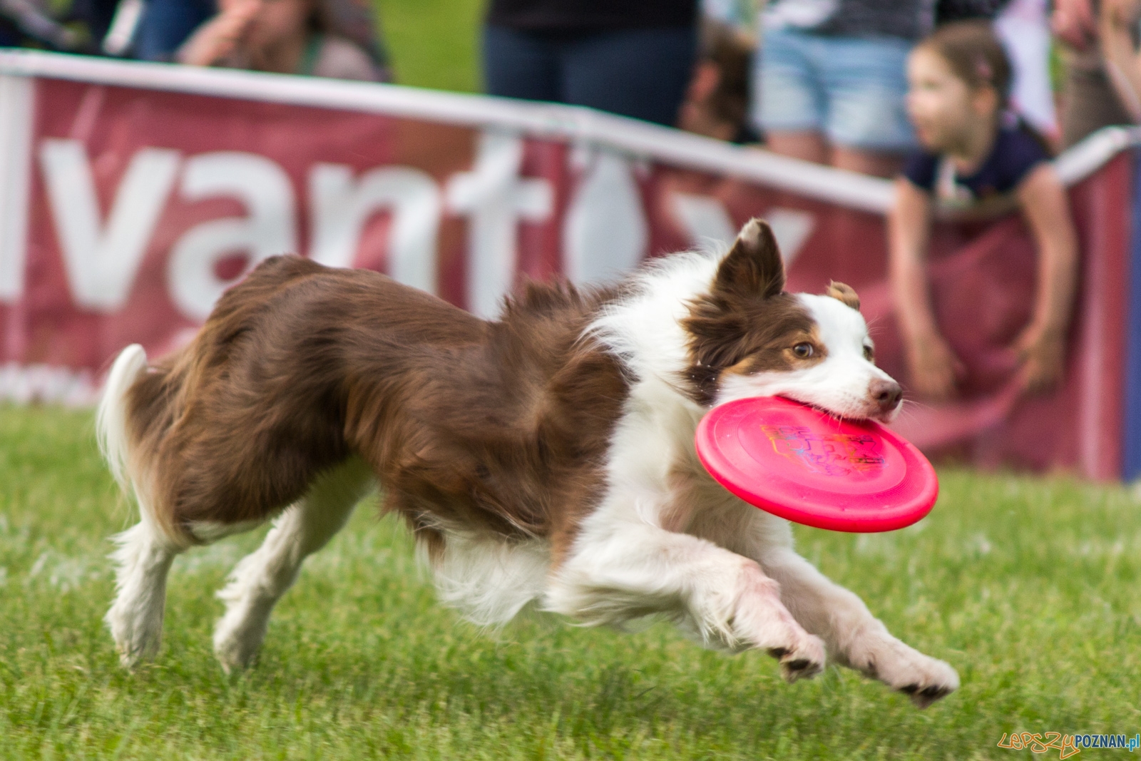 Latajace psy Foto: lepszyPOZNAN.pl / Ewelina Jaśkowiak Latajace psy Foto: lepszyPOZNAN.pl / Ewelina Jaśkowiak