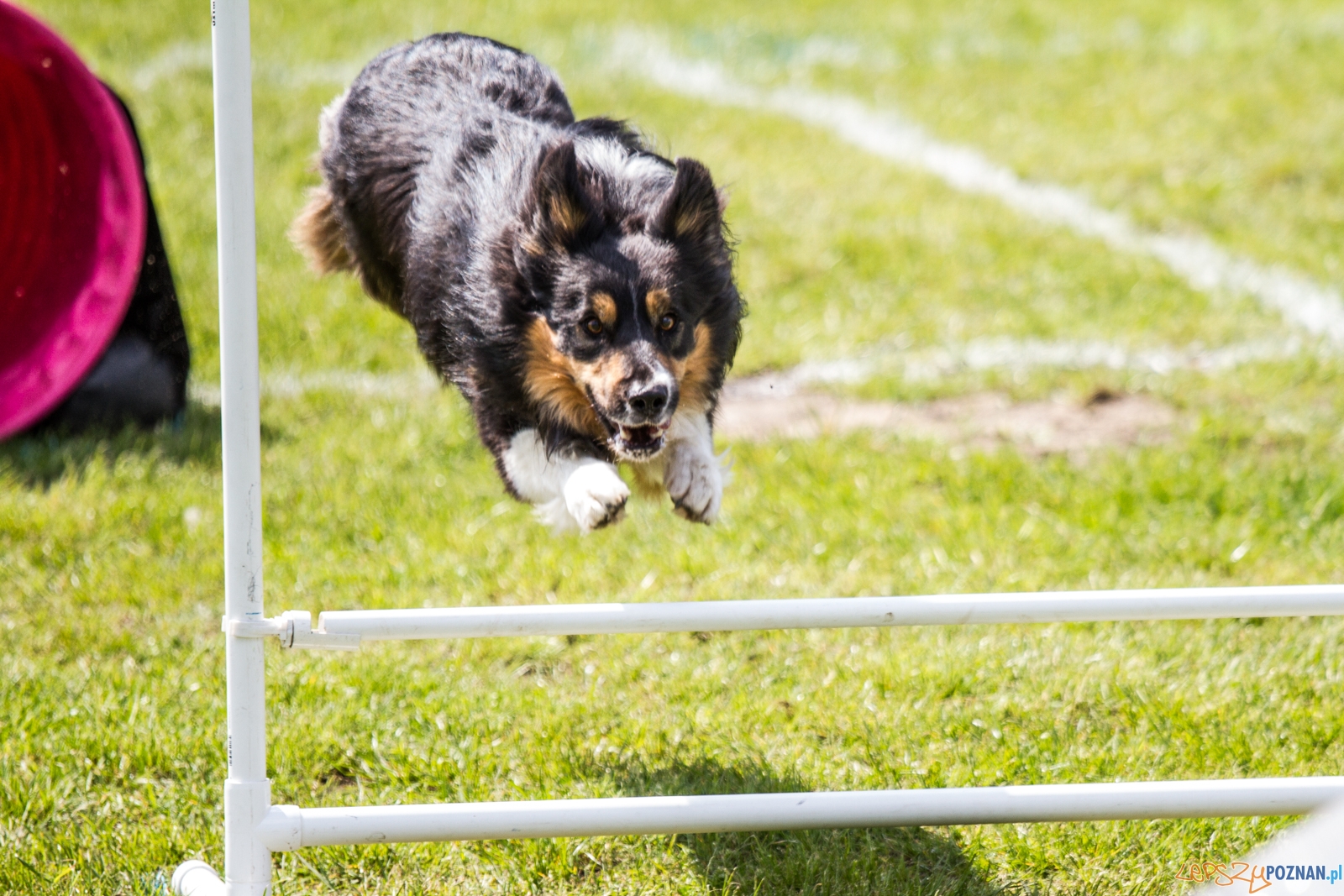 Latające psy (13.05.2017) Foto: © lepszyPOZNAN.pl / Karolina Kiraga Latające psy (13.05.2017) Foto: © lepszyPOZNAN.pl / Karolina Kiraga