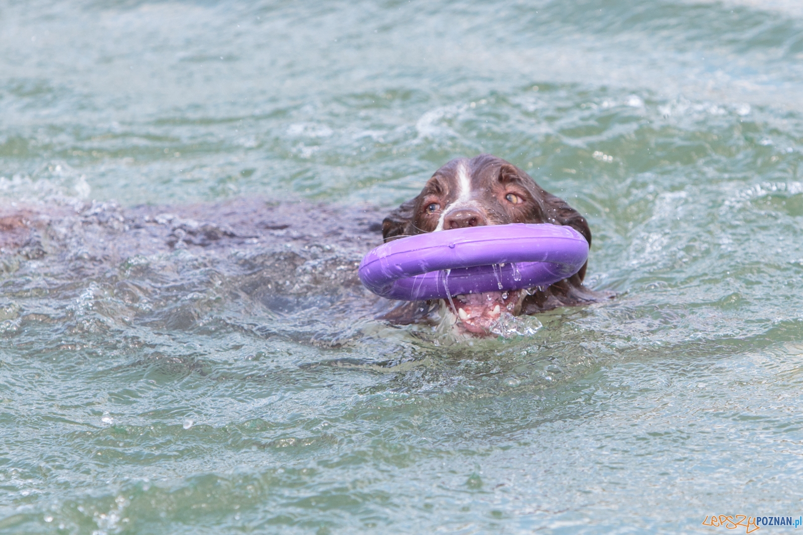 Latające Psy Poznań 2017 - Poznań 13.05.2017 r. Foto: LepszyPOZNAN.pl / Paweł Rychter Latające Psy Poznań 2017 - Poznań 13.05.2017 r. Foto: LepszyPOZNAN.pl / Paweł Rychter