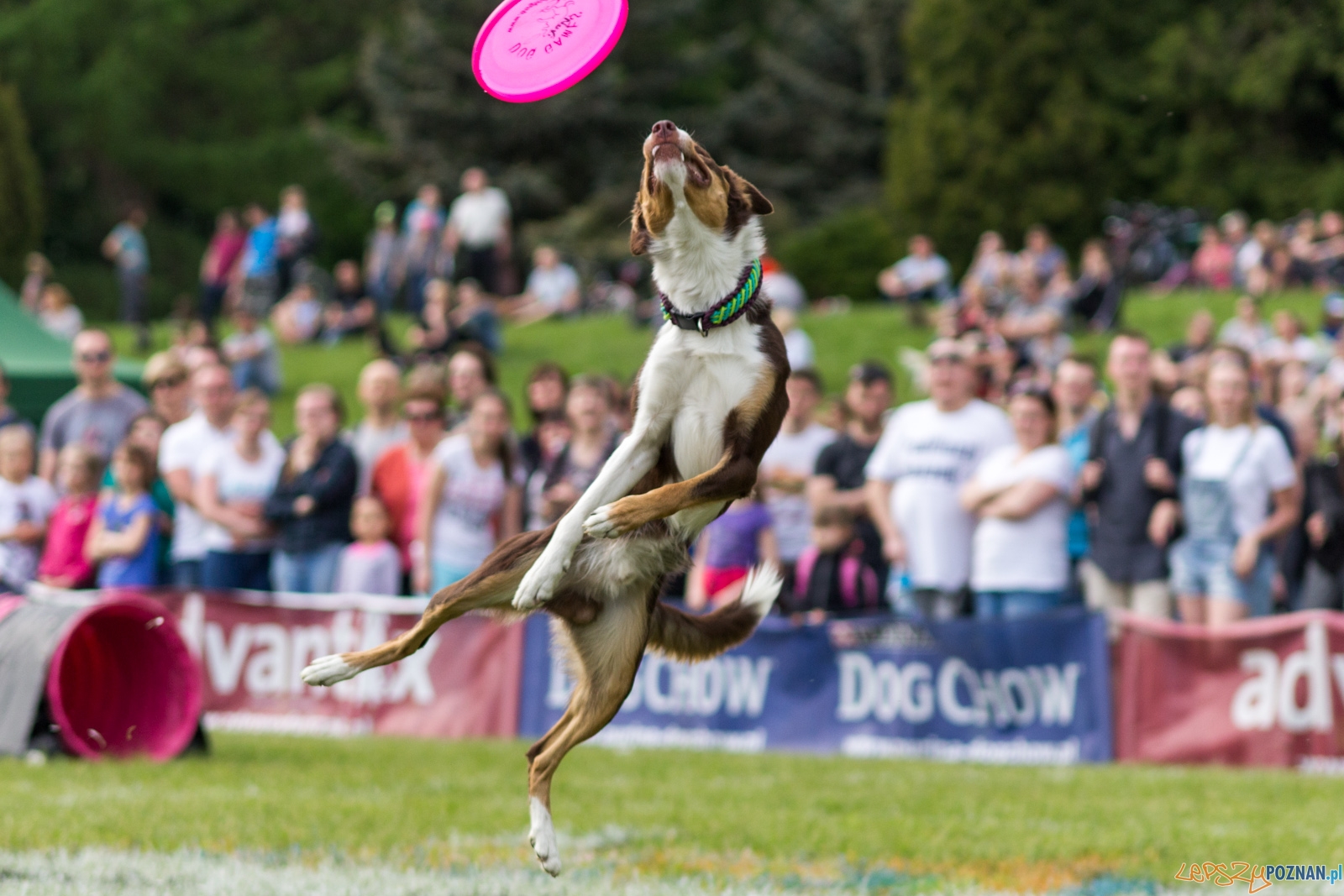 Latajace psy Foto: lepszyPOZNAN.pl / Ewelina Jaśkowiak Latajace psy Foto: lepszyPOZNAN.pl / Ewelina Jaśkowiak