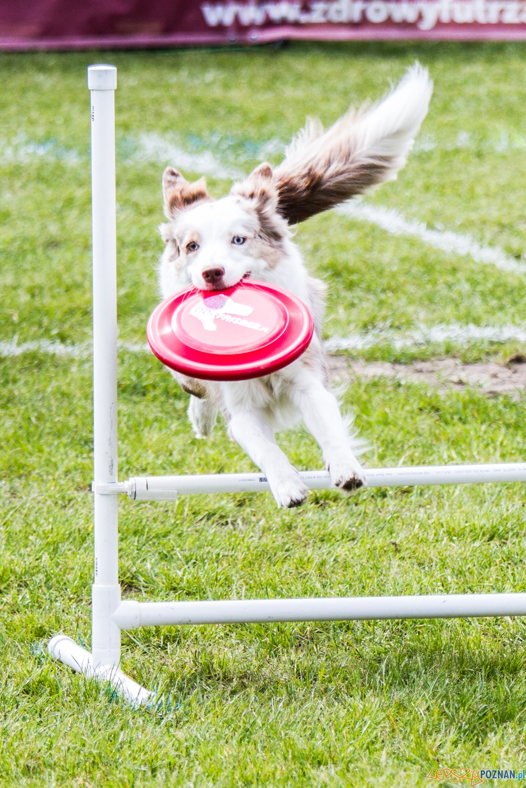 Latające psy (13.05.2017) Foto: © lepszyPOZNAN.pl / Karolina Kiraga Latające psy (13.05.2017) Foto: © lepszyPOZNAN.pl / Karolina Kiraga
