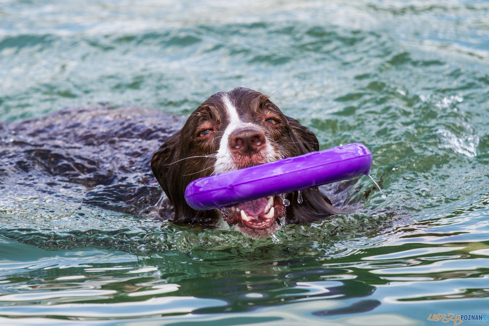 Latające psy (13.05.2017) Foto: © lepszyPOZNAN.pl / Karolina Kiraga Latające psy (13.05.2017) Foto: © lepszyPOZNAN.pl / Karolina Kiraga