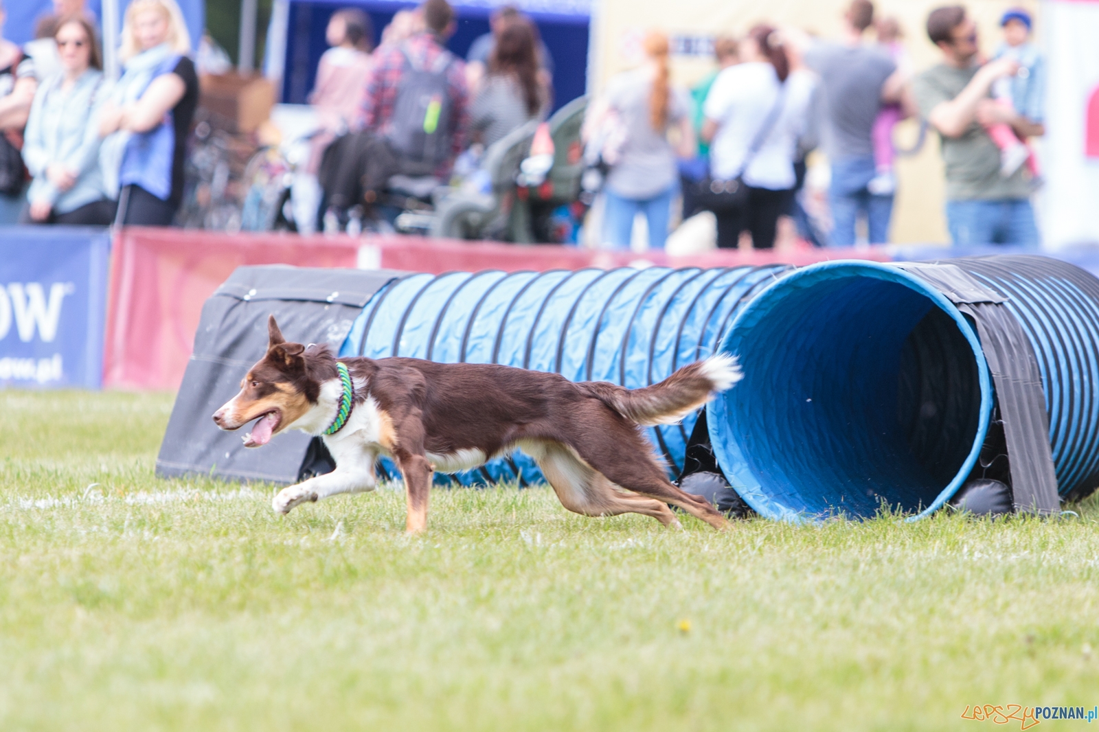 Latające Psy Poznań 2017 - Poznań 13.05.2017 r. Foto: LepszyPOZNAN.pl / Paweł Rychter Latające Psy Poznań 2017 - Poznań 13.05.2017 r. Foto: LepszyPOZNAN.pl / Paweł Rychter