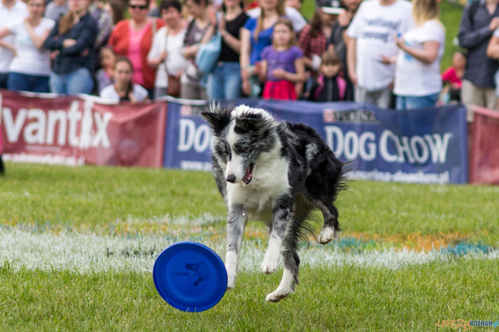 Latajace psy Foto: lepszyPOZNAN.pl / Ewelina Jaśkowiak Latajace psy Foto: lepszyPOZNAN.pl / Ewelina Jaśkowiak