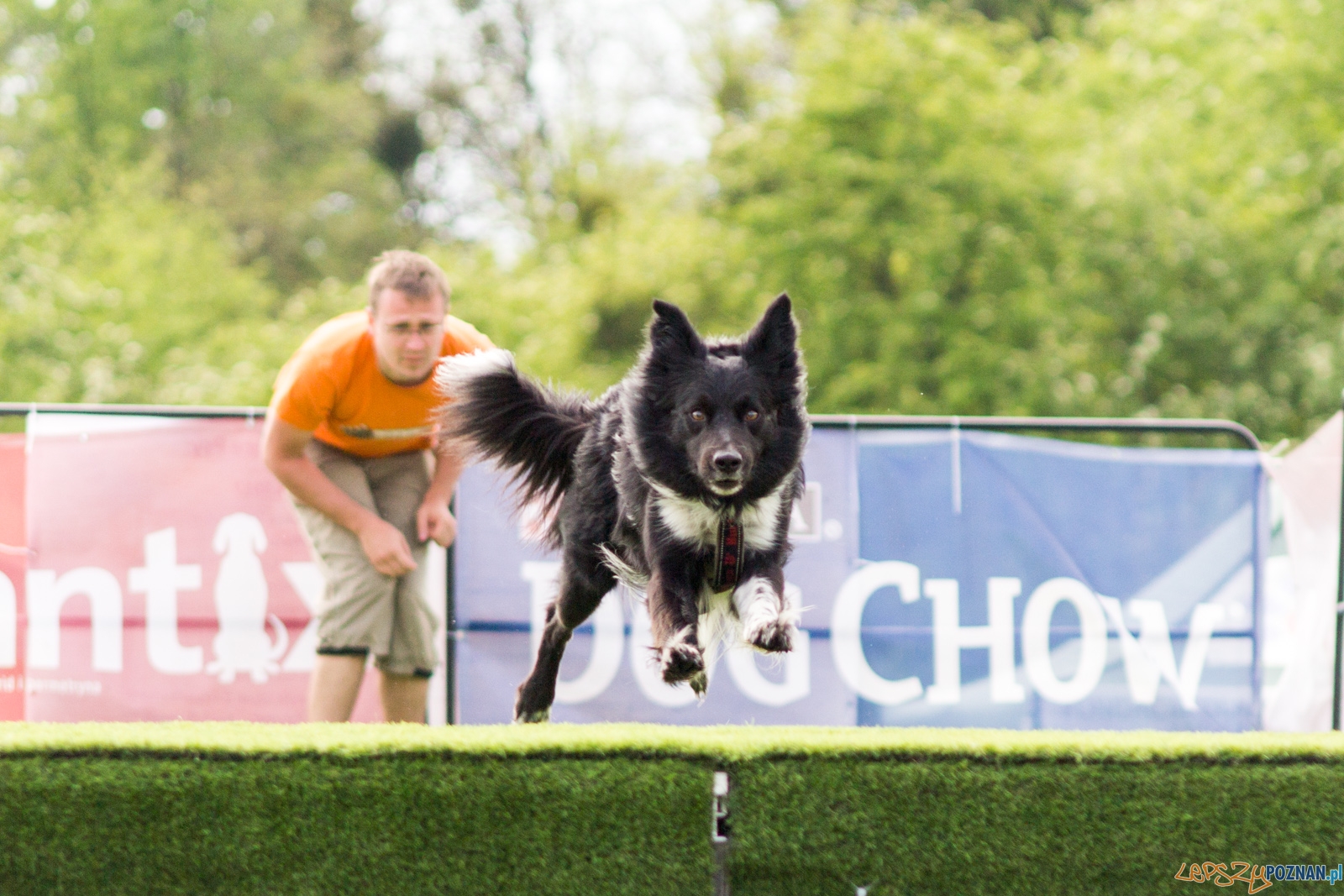 Latajace psy Foto: lepszyPOZNAN.pl / Ewelina Jaśkowiak Latajace psy Foto: lepszyPOZNAN.pl / Ewelina Jaśkowiak