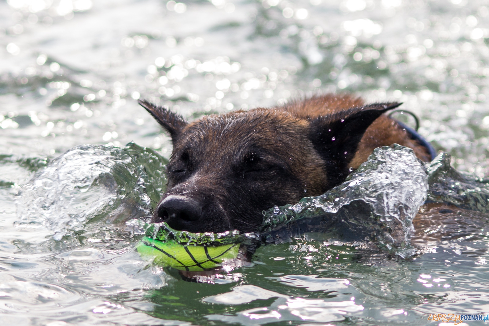 Latajace psy Foto: lepszyPOZNAN.pl / Ewelina Jaśkowiak Latajace psy Foto: lepszyPOZNAN.pl / Ewelina Jaśkowiak