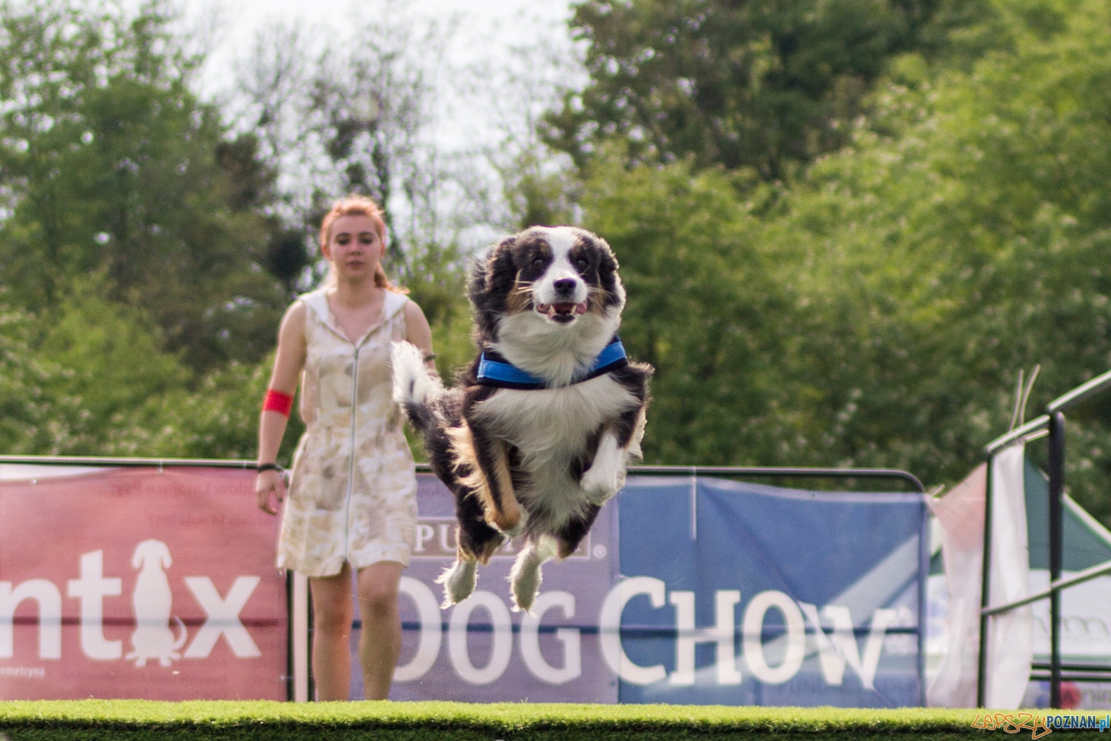 Latajace psy Foto: lepszyPOZNAN.pl / Ewelina Jaśkowiak Latajace psy Foto: lepszyPOZNAN.pl / Ewelina Jaśkowiak
