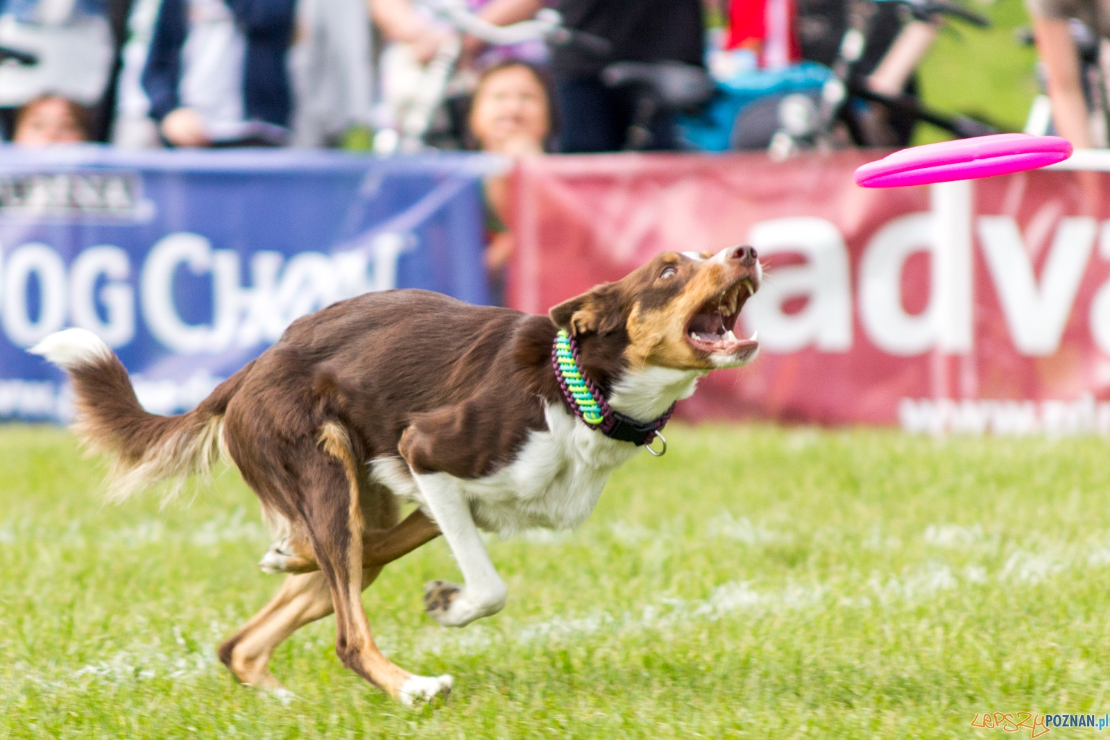 Latajace psy Foto: lepszyPOZNAN.pl / Ewelina Jaśkowiak Latajace psy Foto: lepszyPOZNAN.pl / Ewelina Jaśkowiak