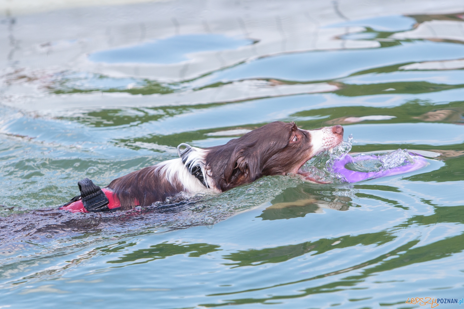 Latające Psy Poznań 2017 - Poznań 13.05.2017 r. Foto: LepszyPOZNAN.pl / Paweł Rychter Latające Psy Poznań 2017 - Poznań 13.05.2017 r. Foto: LepszyPOZNAN.pl / Paweł Rychter