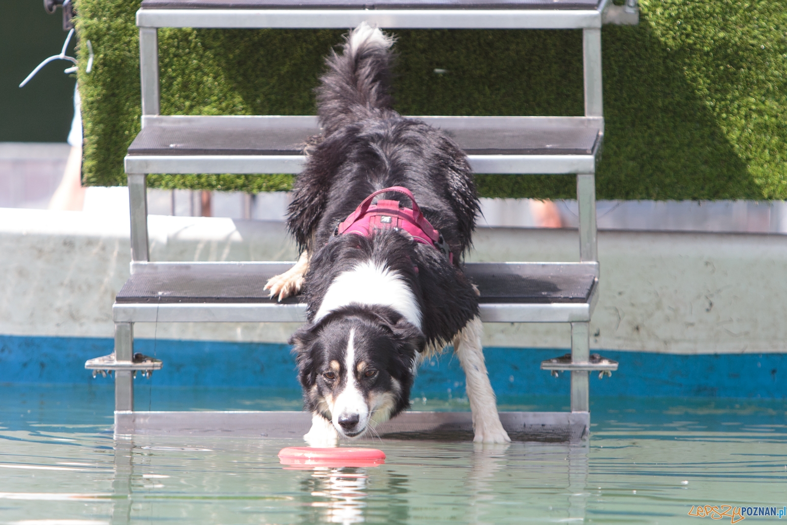Latające Psy Poznań 2017 - Poznań 13.05.2017 r. Foto: LepszyPOZNAN.pl / Paweł Rychter Latające Psy Poznań 2017 - Poznań 13.05.2017 r. Foto: LepszyPOZNAN.pl / Paweł Rychter