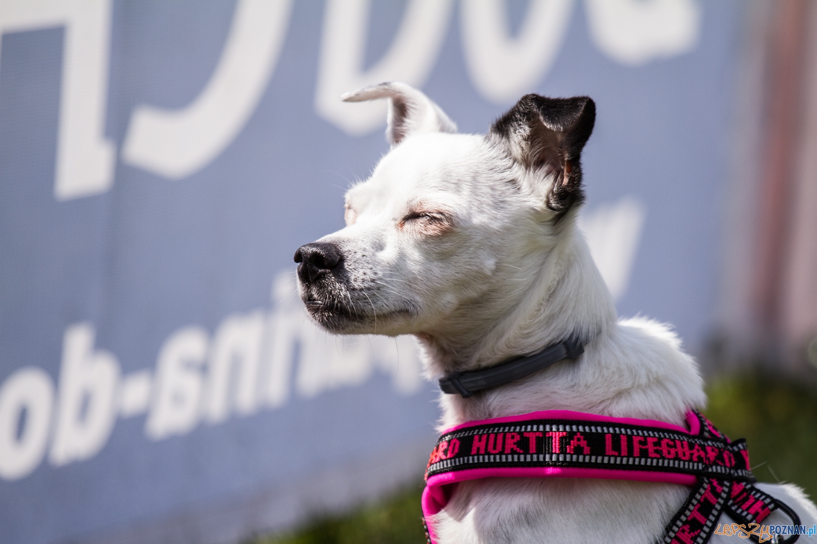 Latające psy (13.05.2017) Foto: © lepszyPOZNAN.pl / Karolina Kiraga Latające psy (13.05.2017) Foto: © lepszyPOZNAN.pl / Karolina Kiraga