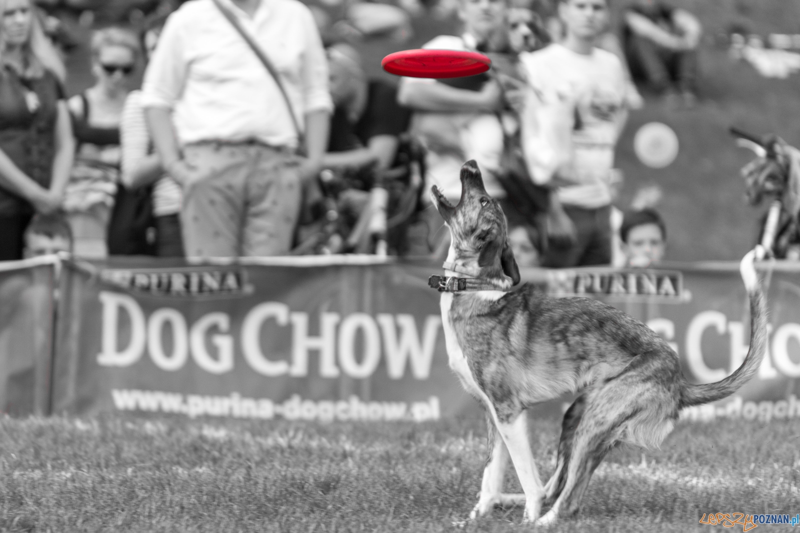 Latajace psy Foto: lepszyPOZNAN.pl / Ewelina Jaśkowiak Latajace psy Foto: lepszyPOZNAN.pl / Ewelina Jaśkowiak