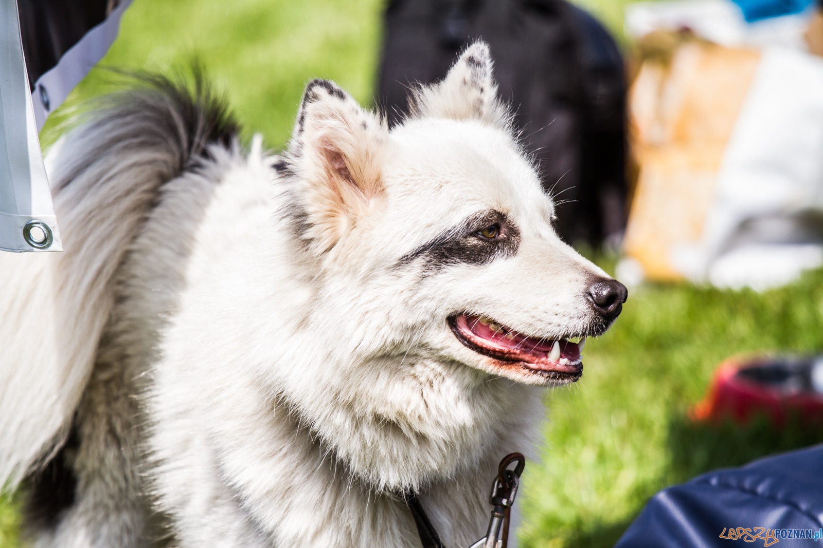 Latające psy (13.05.2017) Foto: © lepszyPOZNAN.pl / Karolina Kiraga Latające psy (13.05.2017) Foto: © lepszyPOZNAN.pl / Karolina Kiraga