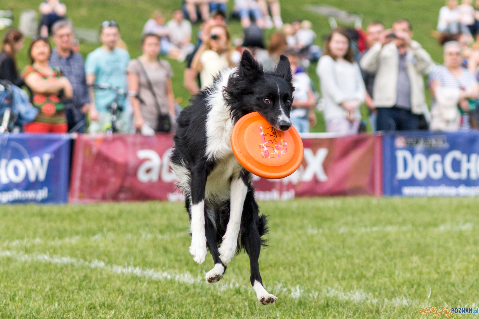 Latajace psy Foto: lepszyPOZNAN.pl / Ewelina Jaśkowiak Latajace psy Foto: lepszyPOZNAN.pl / Ewelina Jaśkowiak