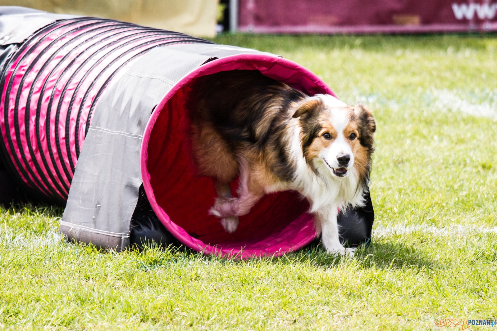 Latające psy (13.05.2017) Foto: © lepszyPOZNAN.pl / Karolina Kiraga Latające psy (13.05.2017) Foto: © lepszyPOZNAN.pl / Karolina Kiraga