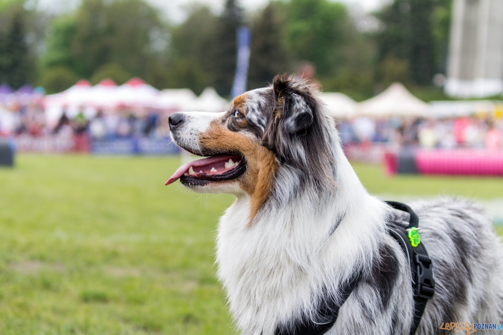 Latajace psy Foto: lepszyPOZNAN.pl / Ewelina Jaśkowiak Latajace psy Foto: lepszyPOZNAN.pl / Ewelina Jaśkowiak