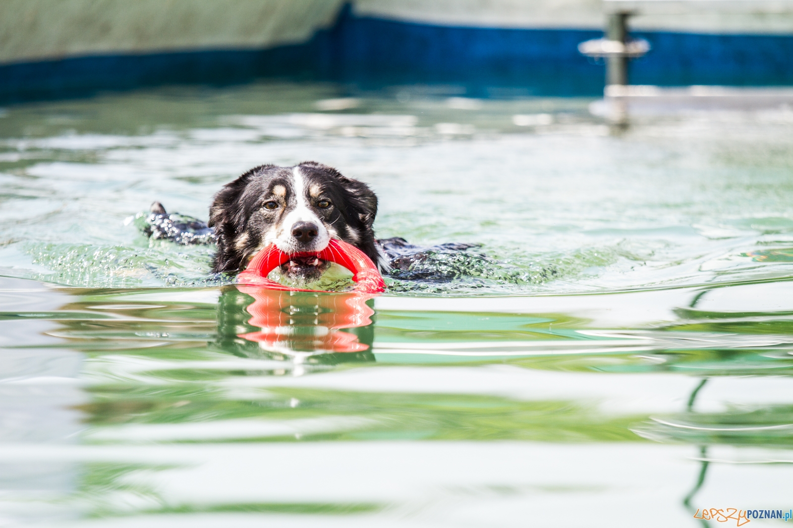 Latające psy (13.05.2017) Foto: © lepszyPOZNAN.pl / Karolina Kiraga Latające psy (13.05.2017) Foto: © lepszyPOZNAN.pl / Karolina Kiraga