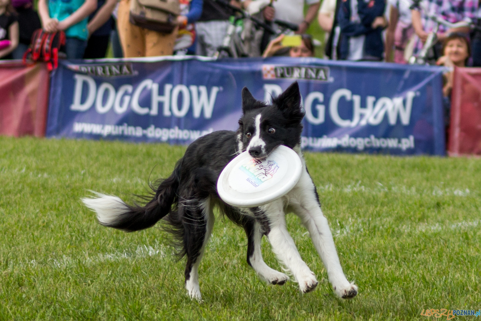 Latajace psy Foto: lepszyPOZNAN.pl / Ewelina Jaśkowiak Latajace psy Foto: lepszyPOZNAN.pl / Ewelina Jaśkowiak