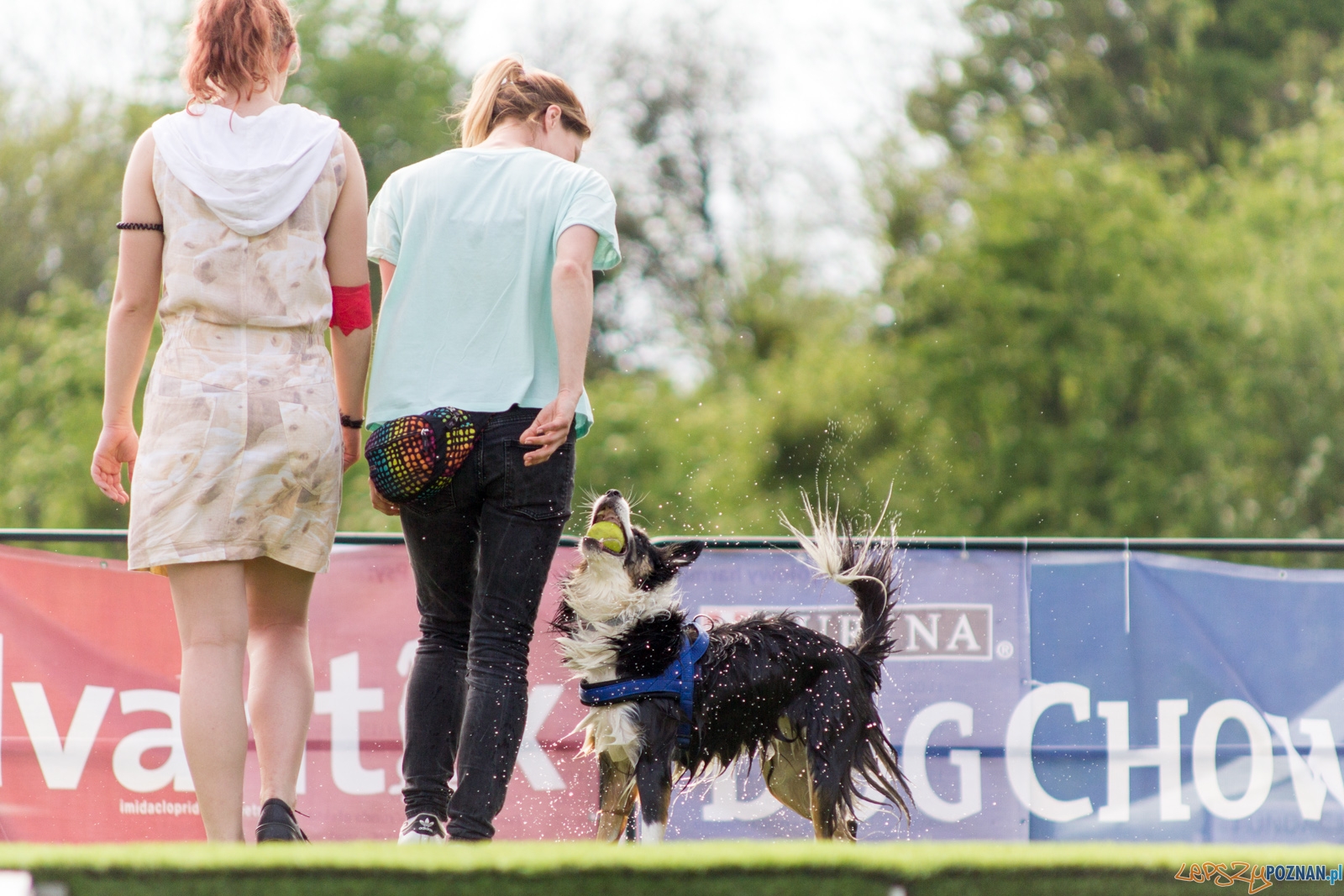 Latajace psy Foto: lepszyPOZNAN.pl / Ewelina Jaśkowiak Latajace psy Foto: lepszyPOZNAN.pl / Ewelina Jaśkowiak