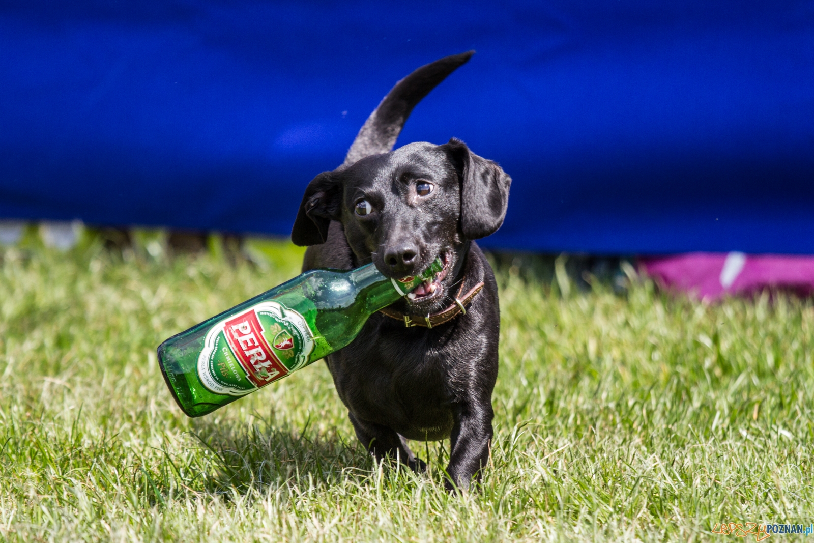 Latające psy (13.05.2017) Foto: © lepszyPOZNAN.pl / Karolina Kiraga Latające psy (13.05.2017) Foto: © lepszyPOZNAN.pl / Karolina Kiraga