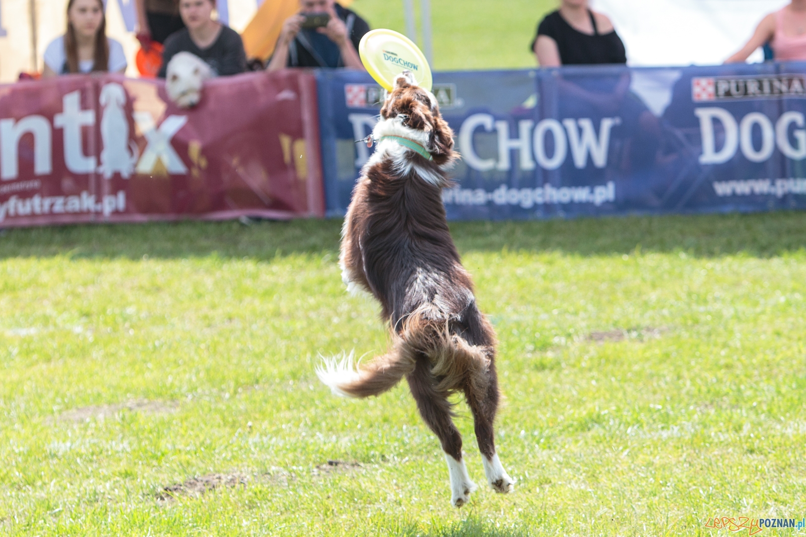 Latające Psy Poznań 2017 - Poznań 13.05.2017 r. Foto: LepszyPOZNAN.pl / Paweł Rychter Latające Psy Poznań 2017 - Poznań 13.05.2017 r. Foto: LepszyPOZNAN.pl / Paweł Rychter