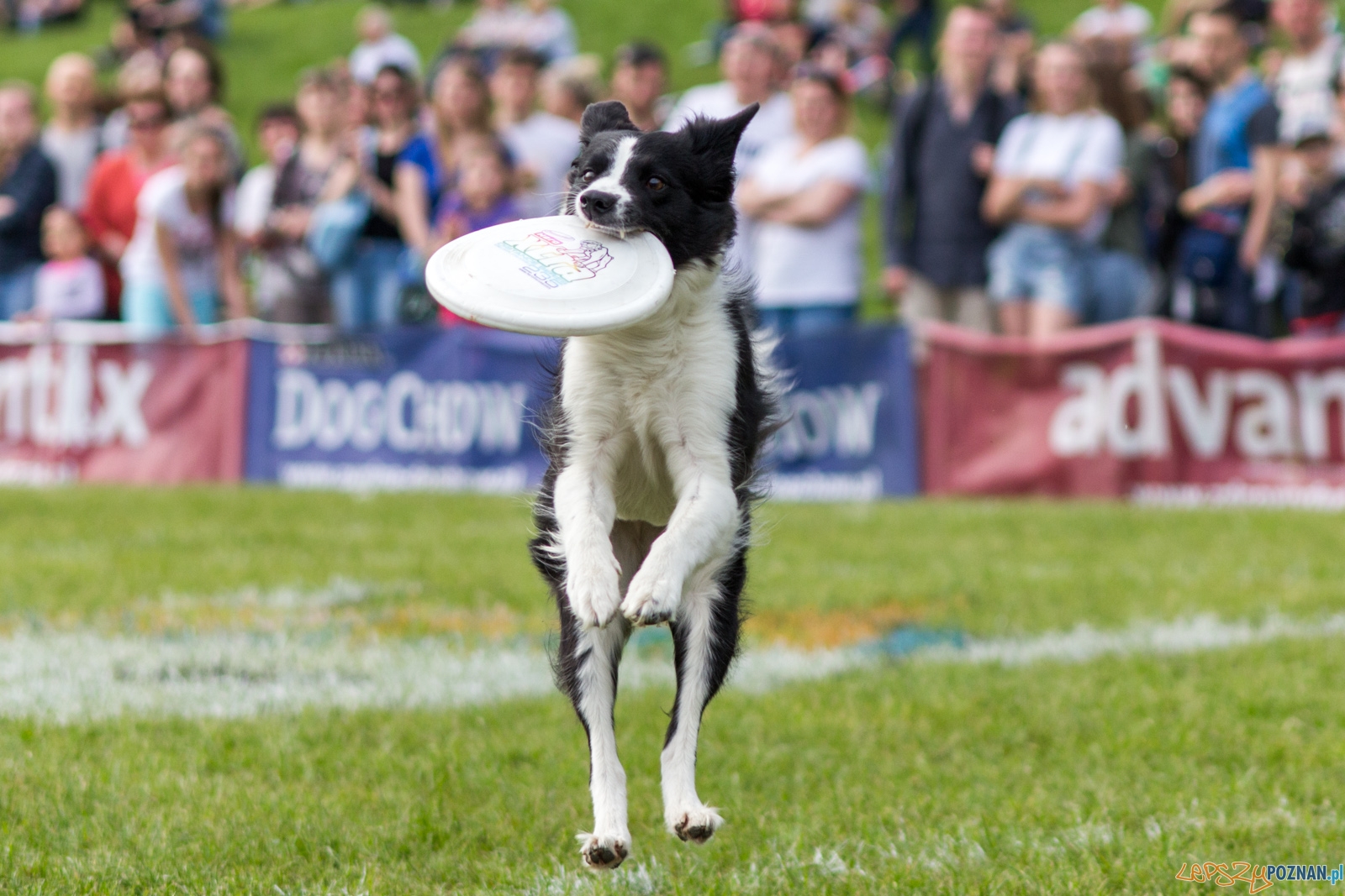 Latajace psy Foto: lepszyPOZNAN.pl / Ewelina Jaśkowiak Latajace psy Foto: lepszyPOZNAN.pl / Ewelina Jaśkowiak