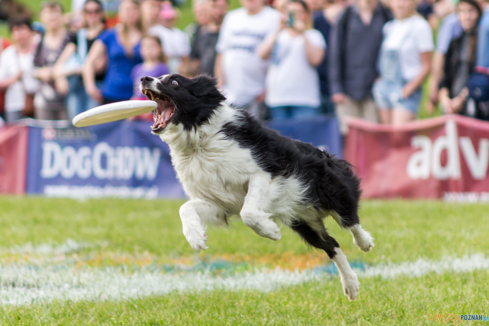 Latajace psy Foto: lepszyPOZNAN.pl / Ewelina Jaśkowiak Latajace psy Foto: lepszyPOZNAN.pl / Ewelina Jaśkowiak
