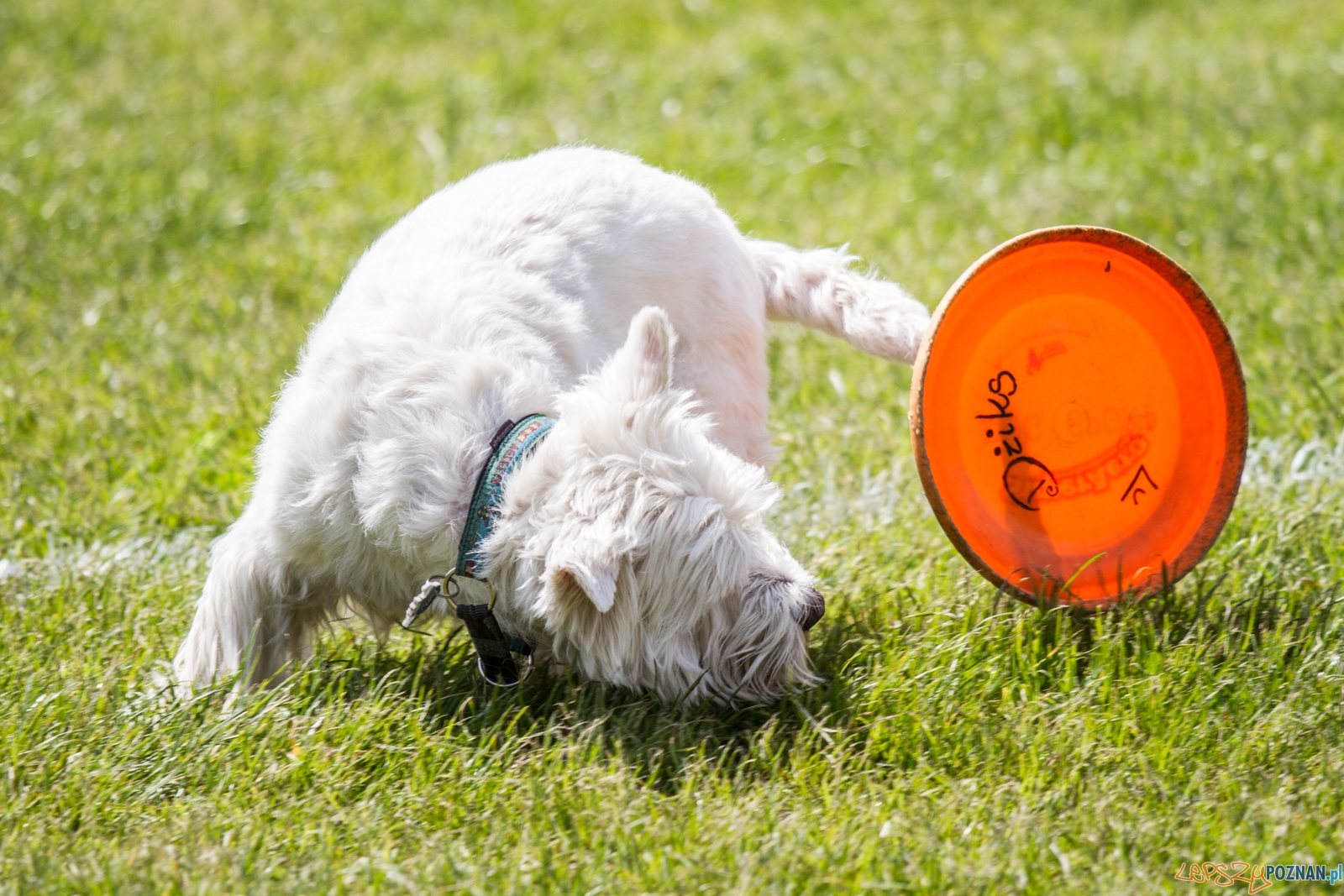 Latające psy (13.05.2017) Foto: © lepszyPOZNAN.pl / Karolina Kiraga Latające psy (13.05.2017) Foto: © lepszyPOZNAN.pl / Karolina Kiraga