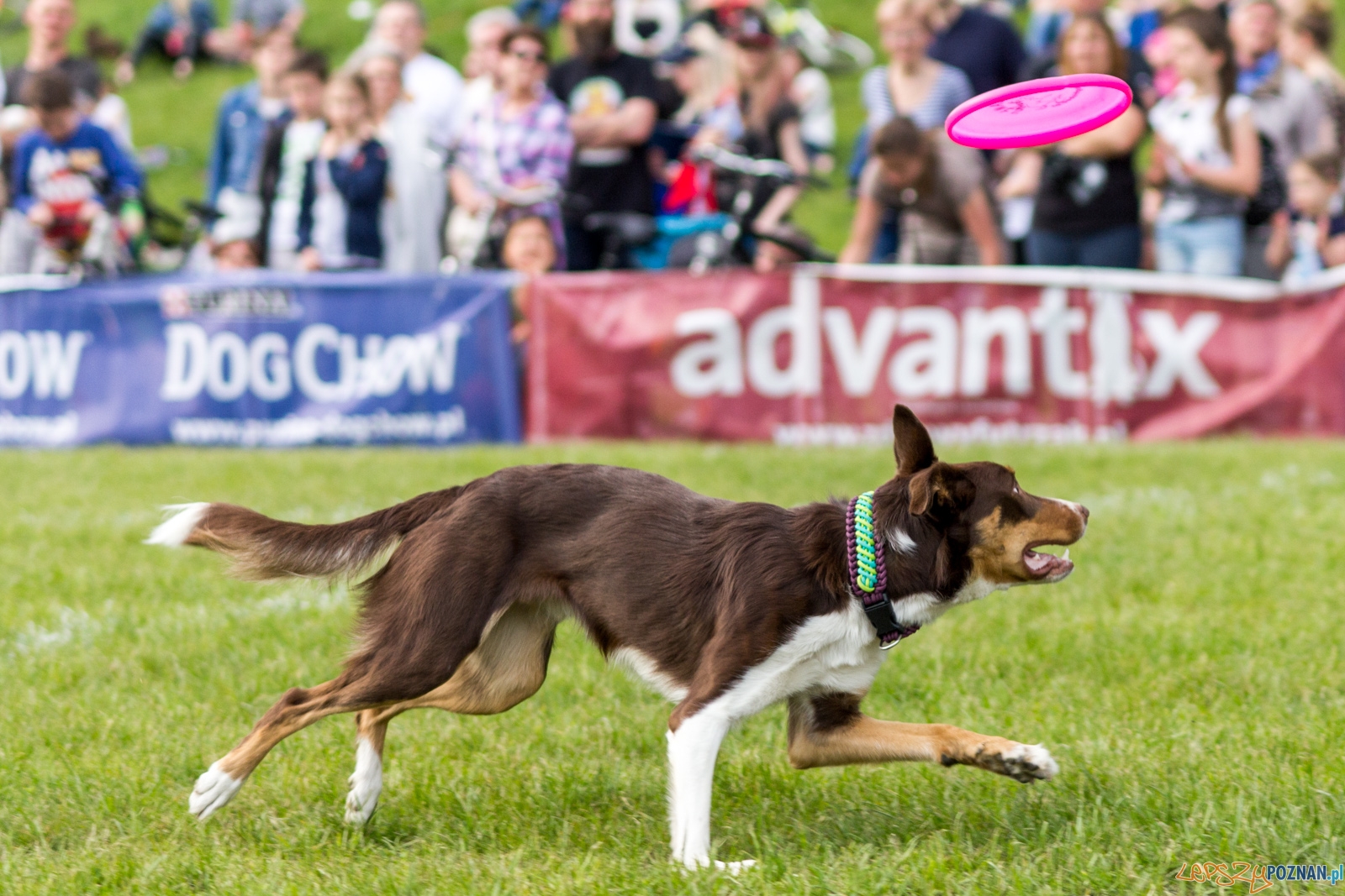 Latajace psy Foto: lepszyPOZNAN.pl / Ewelina Jaśkowiak Latajace psy Foto: lepszyPOZNAN.pl / Ewelina Jaśkowiak