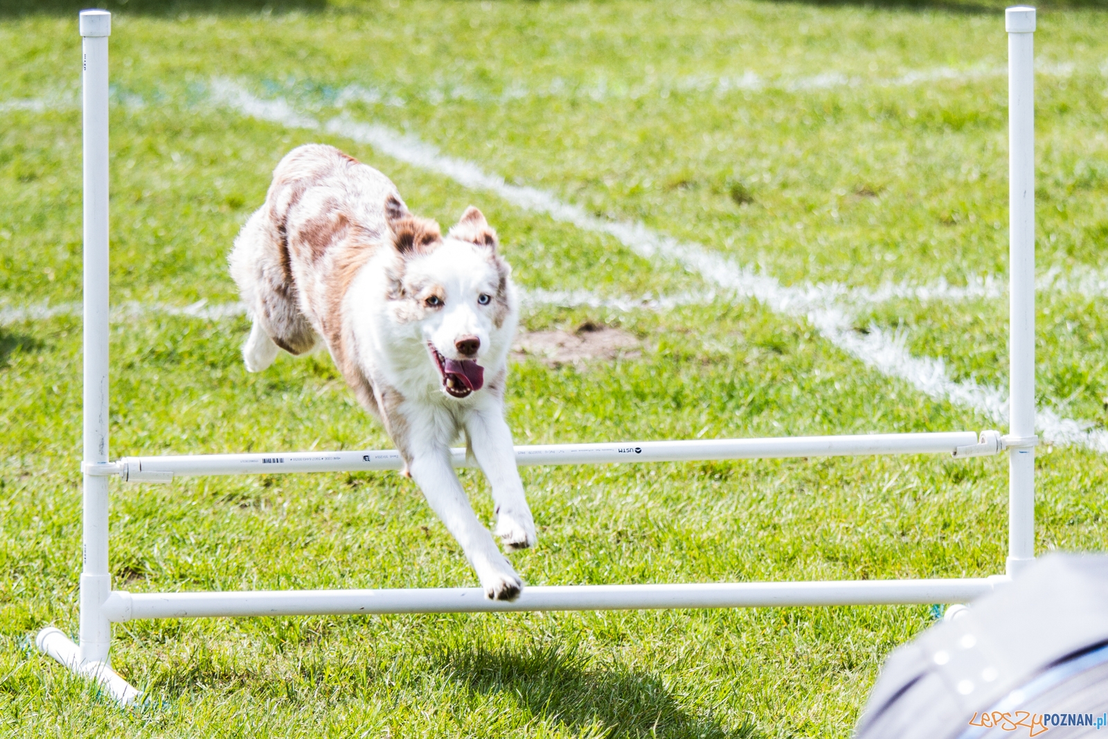 Latające psy (13.05.2017) Foto: © lepszyPOZNAN.pl / Karolina Kiraga Latające psy (13.05.2017) Foto: © lepszyPOZNAN.pl / Karolina Kiraga