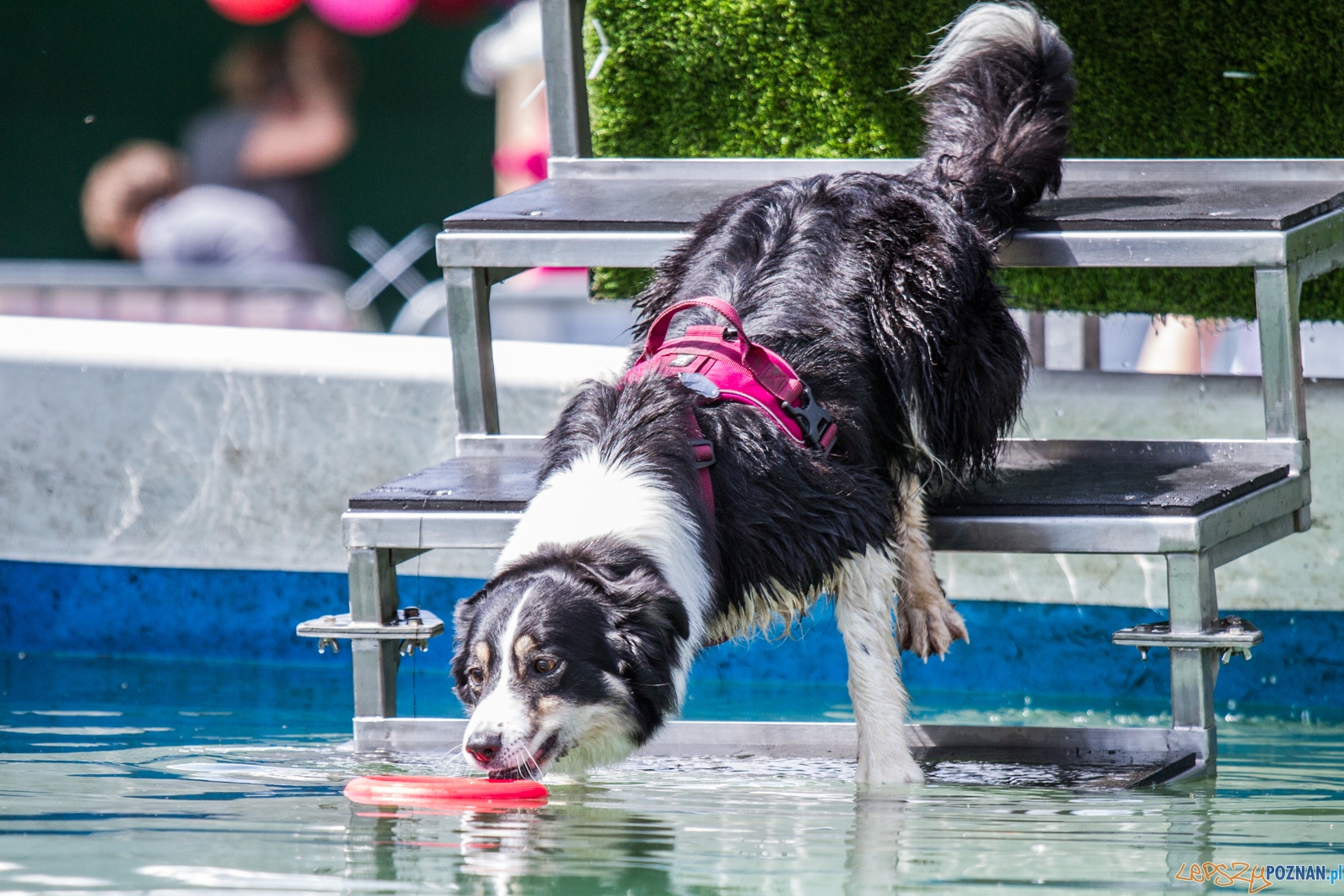 Latające psy (13.05.2017) Foto: © lepszyPOZNAN.pl / Karolina Kiraga Latające psy (13.05.2017) Foto: © lepszyPOZNAN.pl / Karolina Kiraga