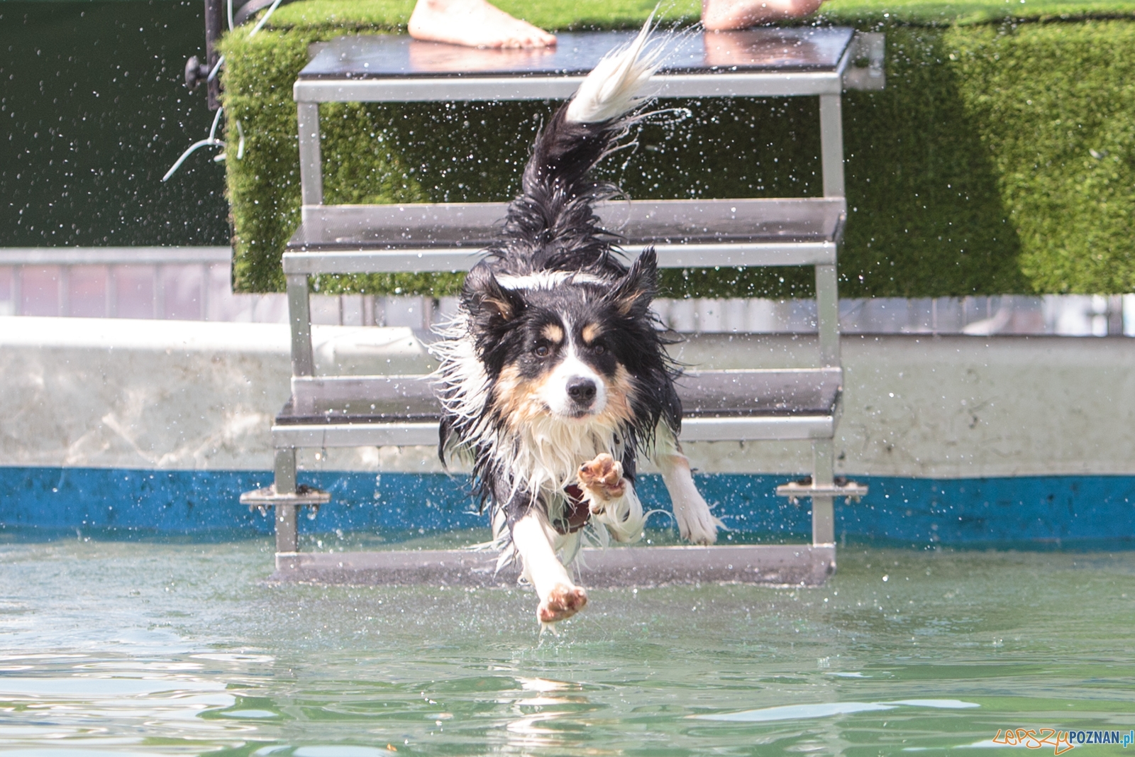Latające Psy Poznań 2017 - Poznań 13.05.2017 r. Foto: LepszyPOZNAN.pl / Paweł Rychter Latające Psy Poznań 2017 - Poznań 13.05.2017 r. Foto: LepszyPOZNAN.pl / Paweł Rychter
