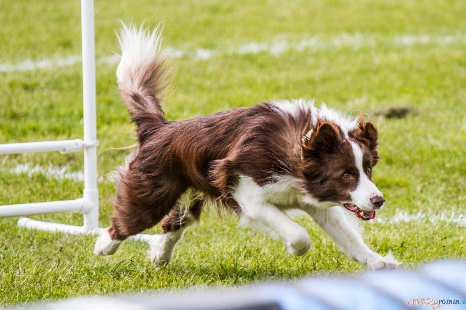Latające psy (13.05.2017) Foto: © lepszyPOZNAN.pl / Karolina Kiraga Latające psy (13.05.2017) Foto: © lepszyPOZNAN.pl / Karolina Kiraga