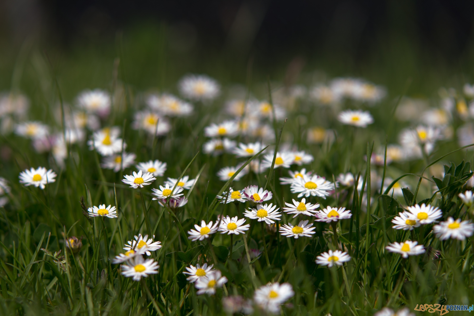 lp-9153 Foto: Ewelina Jaśkowiak lp-9153 Foto: Ewelina Jaśkowiak