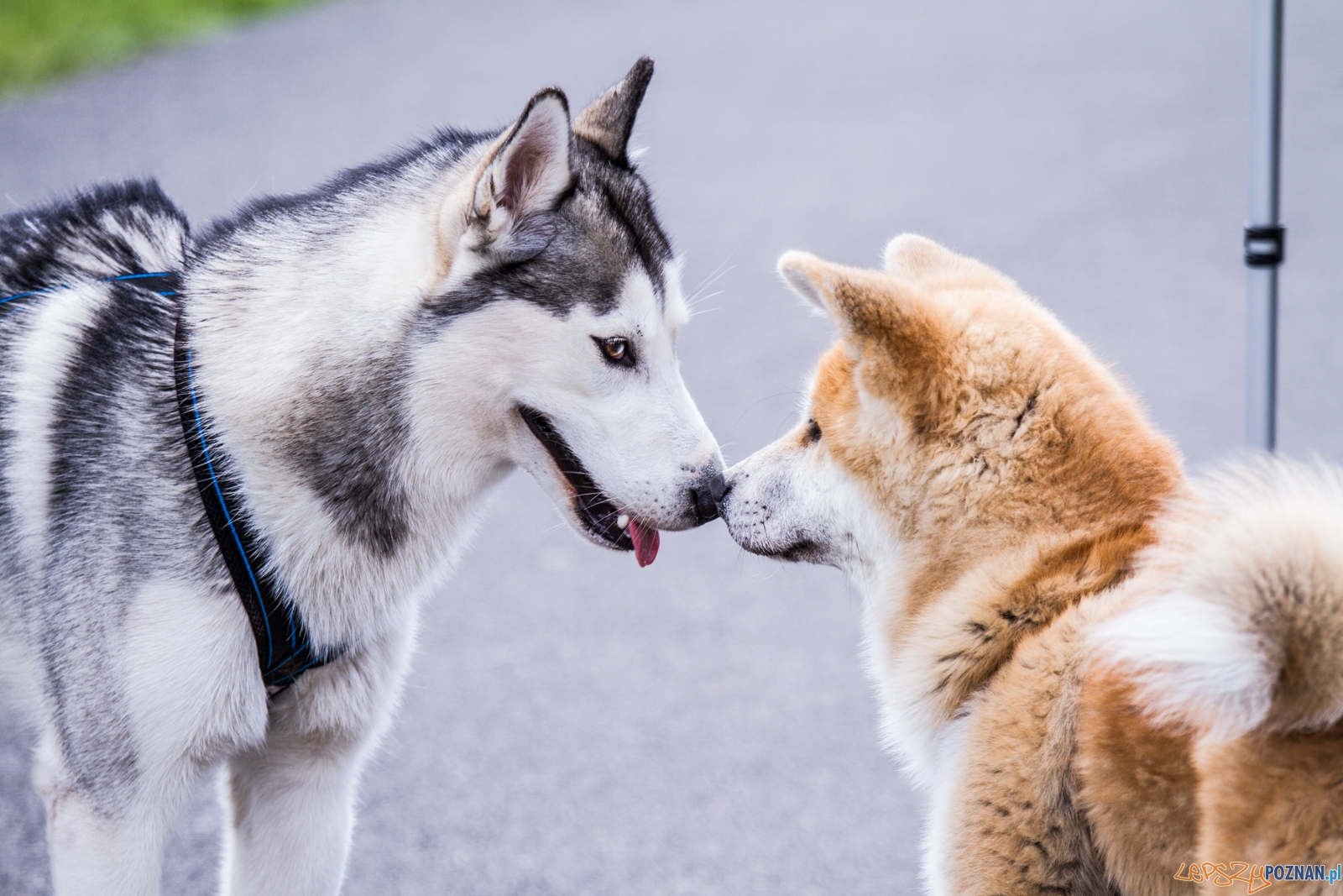 Latające psy (13.05.2017) Foto: © lepszyPOZNAN.pl / Karolina Kiraga Latające psy (13.05.2017) Foto: © lepszyPOZNAN.pl / Karolina Kiraga