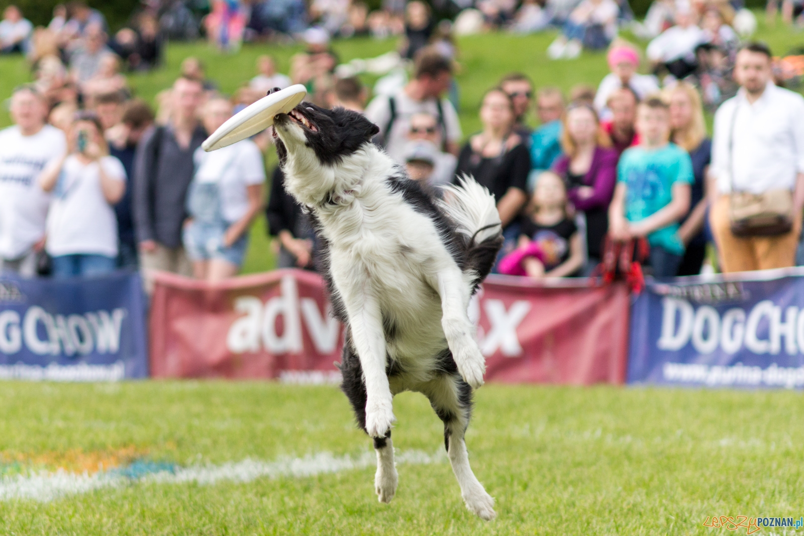 Latajace psy Foto: lepszyPOZNAN.pl / Ewelina Jaśkowiak Latajace psy Foto: lepszyPOZNAN.pl / Ewelina Jaśkowiak