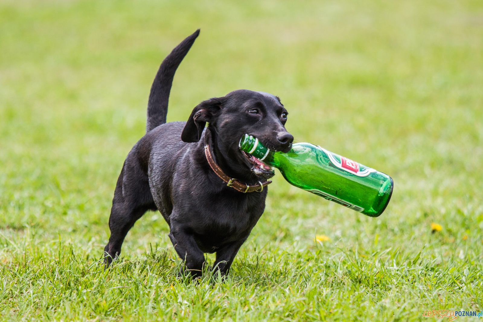 Latające psy (13.05.2017) Foto: © lepszyPOZNAN.pl / Karolina Kiraga Latające psy (13.05.2017) Foto: © lepszyPOZNAN.pl / Karolina Kiraga