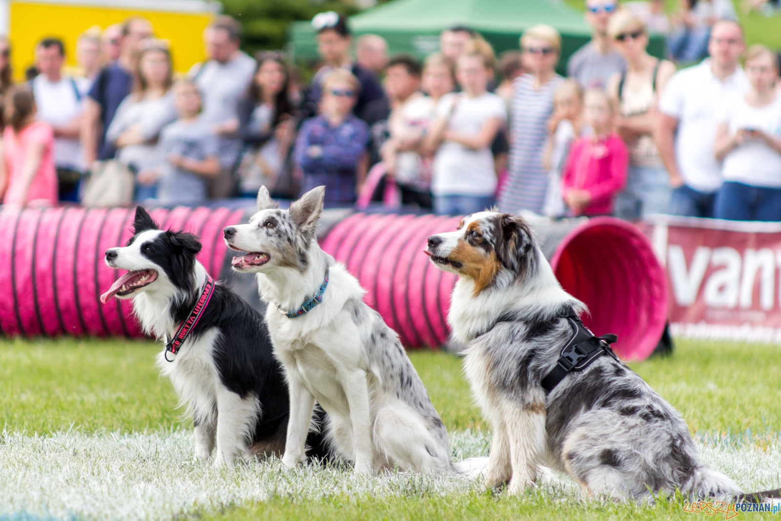 Latajace psy Foto: lepszyPOZNAN.pl / Ewelina Jaśkowiak Latajace psy Foto: lepszyPOZNAN.pl / Ewelina Jaśkowiak