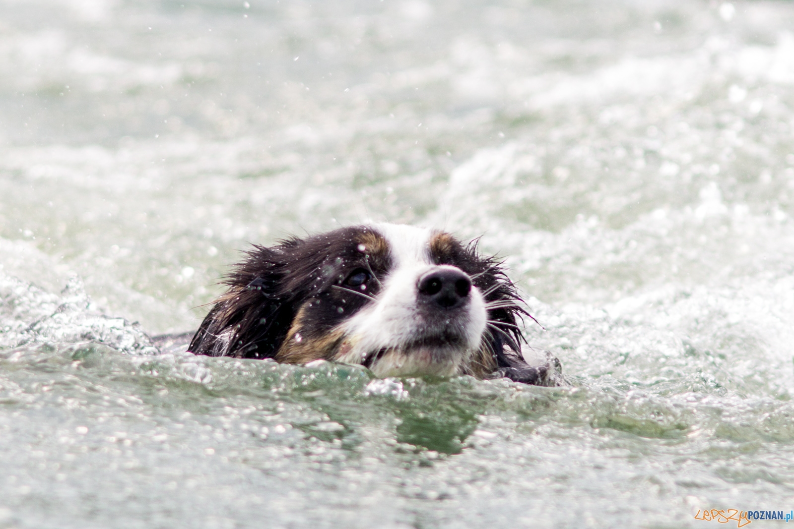 Latajace psy Foto: lepszyPOZNAN.pl / Ewelina Jaśkowiak Latajace psy Foto: lepszyPOZNAN.pl / Ewelina Jaśkowiak