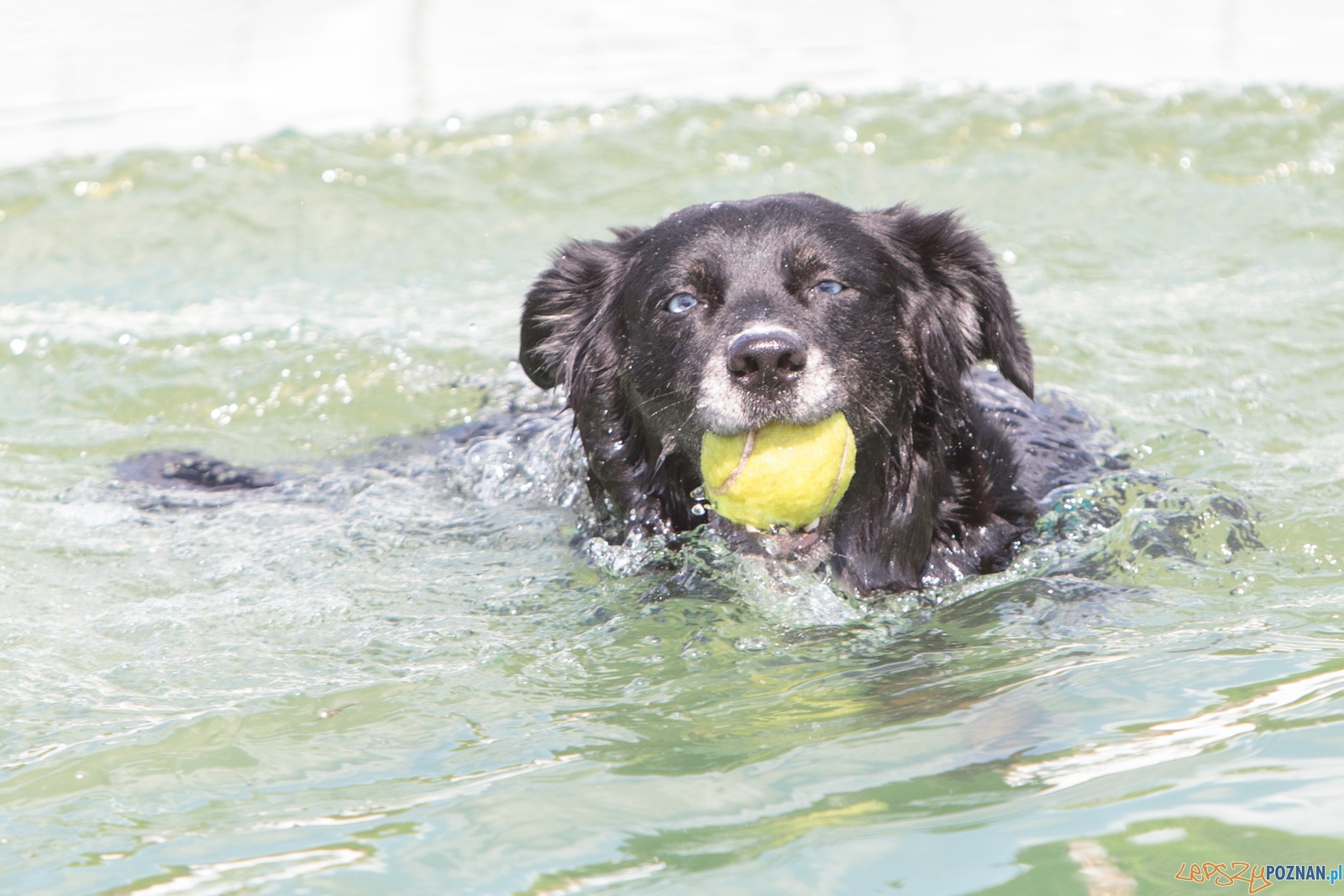 Latające Psy Poznań 2017 - Poznań 13.05.2017 r. Foto: LepszyPOZNAN.pl / Paweł Rychter Latające Psy Poznań 2017 - Poznań 13.05.2017 r. Foto: LepszyPOZNAN.pl / Paweł Rychter