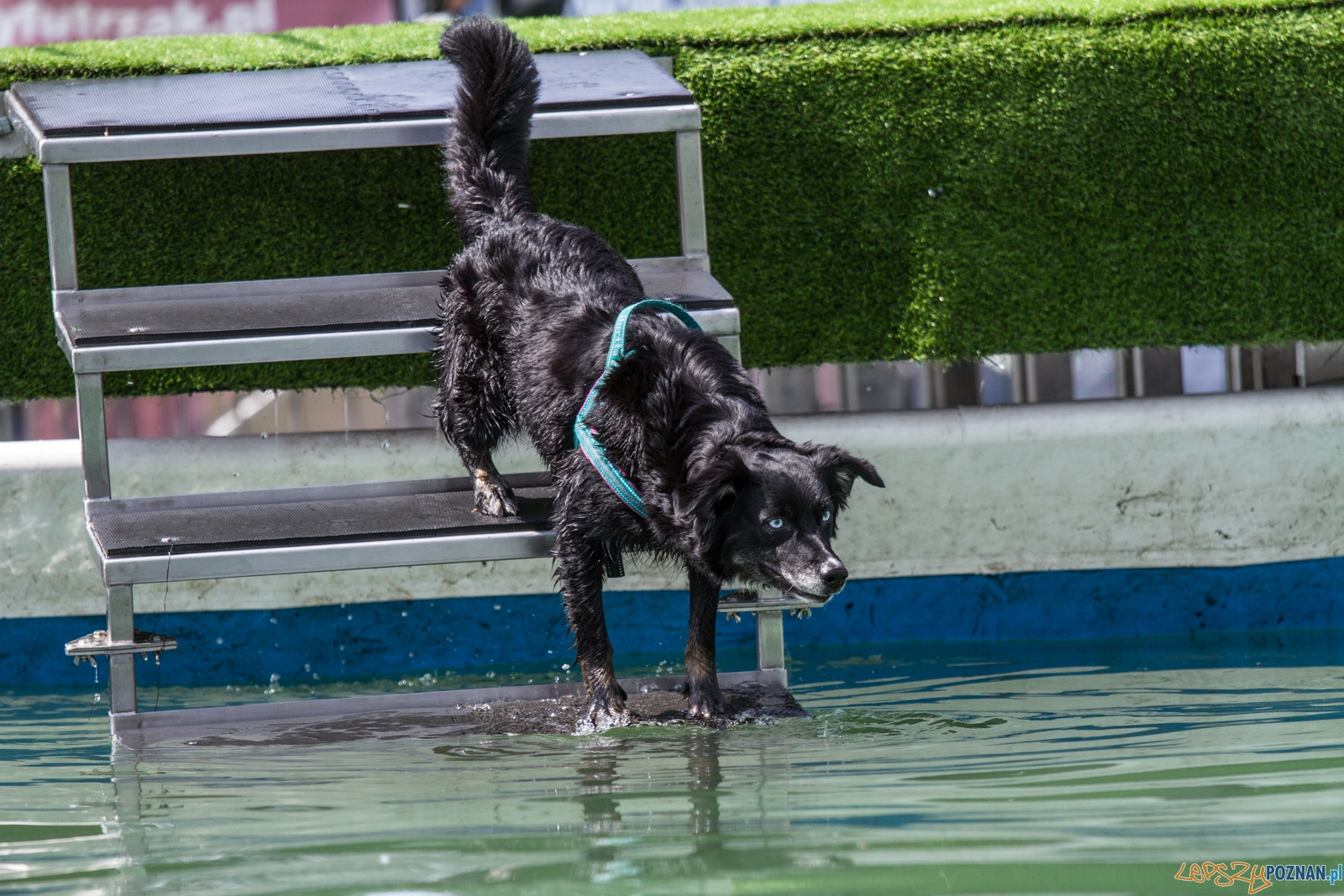 Latające psy (13.05.2017) Foto: © lepszyPOZNAN.pl / Karolina Kiraga Latające psy (13.05.2017) Foto: © lepszyPOZNAN.pl / Karolina Kiraga