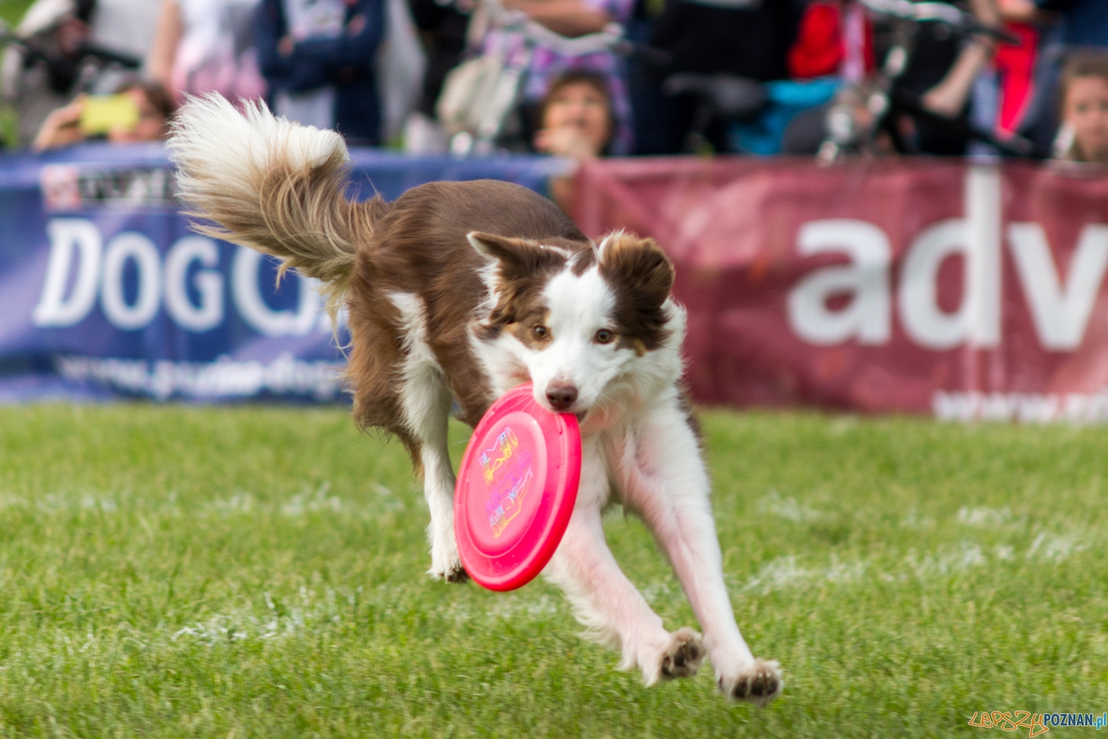 Latajace psy Foto: lepszyPOZNAN.pl / Ewelina Jaśkowiak Latajace psy Foto: lepszyPOZNAN.pl / Ewelina Jaśkowiak