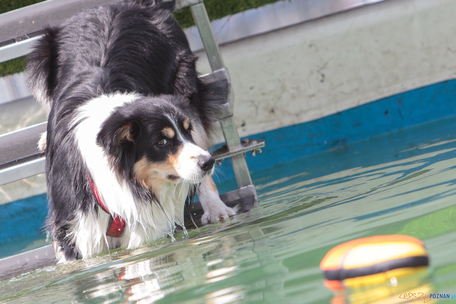 Latające Psy Poznań 2017 - Poznań 13.05.2017 r. Foto: LepszyPOZNAN.pl / Paweł Rychter Latające Psy Poznań 2017 - Poznań 13.05.2017 r. Foto: LepszyPOZNAN.pl / Paweł Rychter