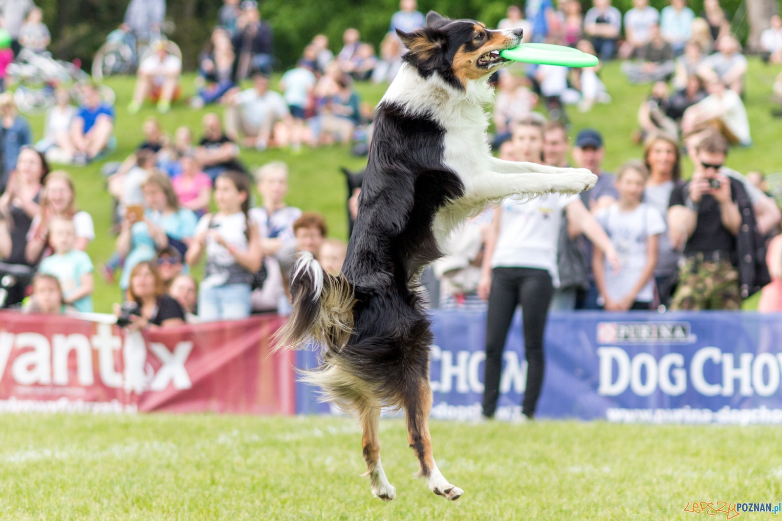 Latajace psy Foto: lepszyPOZNAN.pl / Ewelina Jaśkowiak Latajace psy Foto: lepszyPOZNAN.pl / Ewelina Jaśkowiak