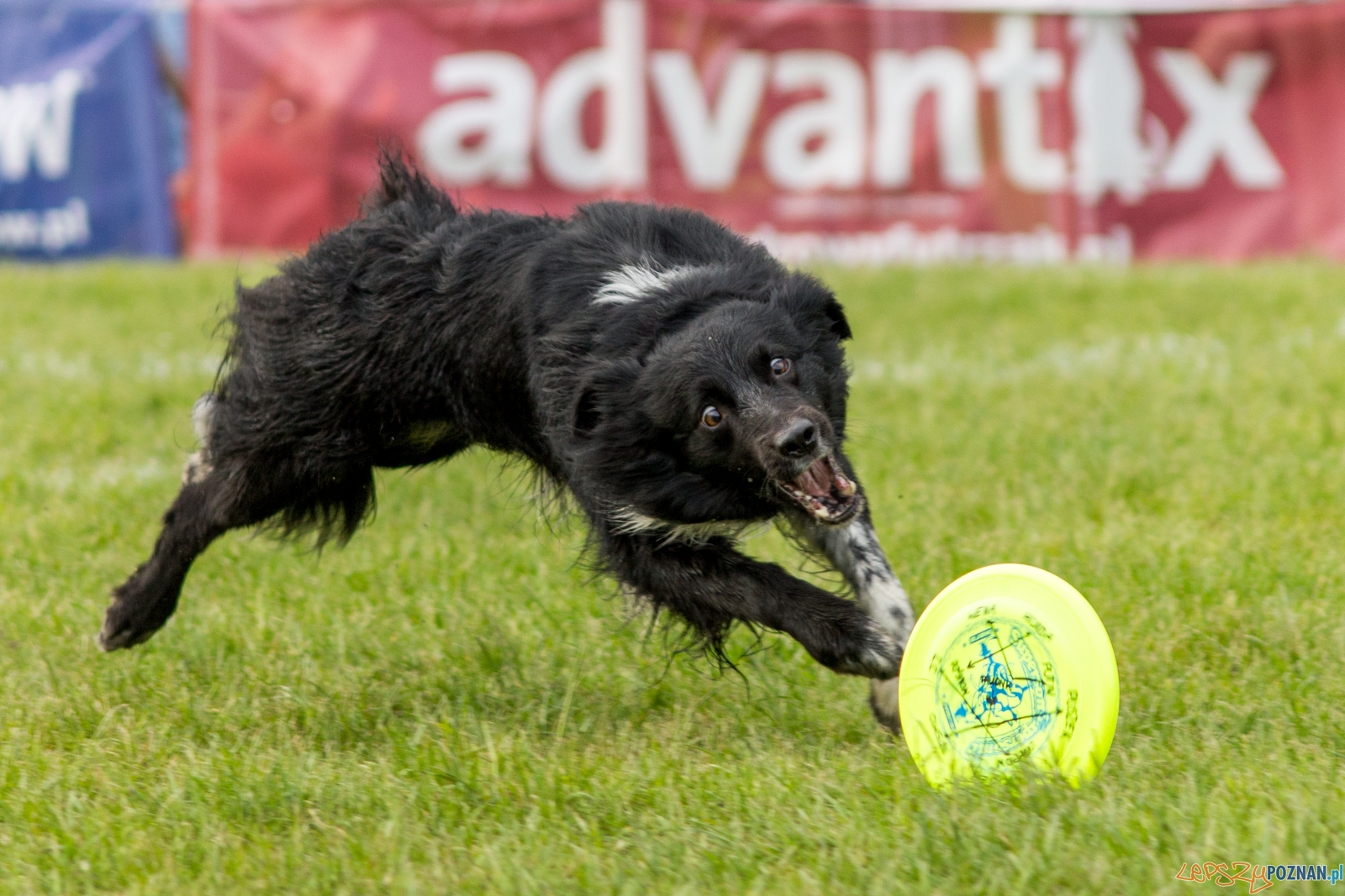 Latajace psy Foto: lepszyPOZNAN.pl / Ewelina Jaśkowiak Latajace psy Foto: lepszyPOZNAN.pl / Ewelina Jaśkowiak