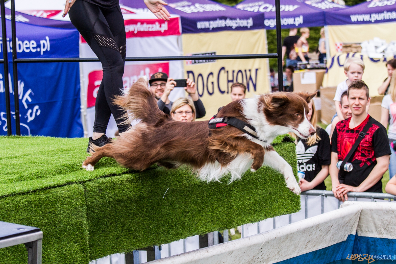 Latające psy (13.05.2017) Foto: © lepszyPOZNAN.pl / Karolina Kiraga Latające psy (13.05.2017) Foto: © lepszyPOZNAN.pl / Karolina Kiraga